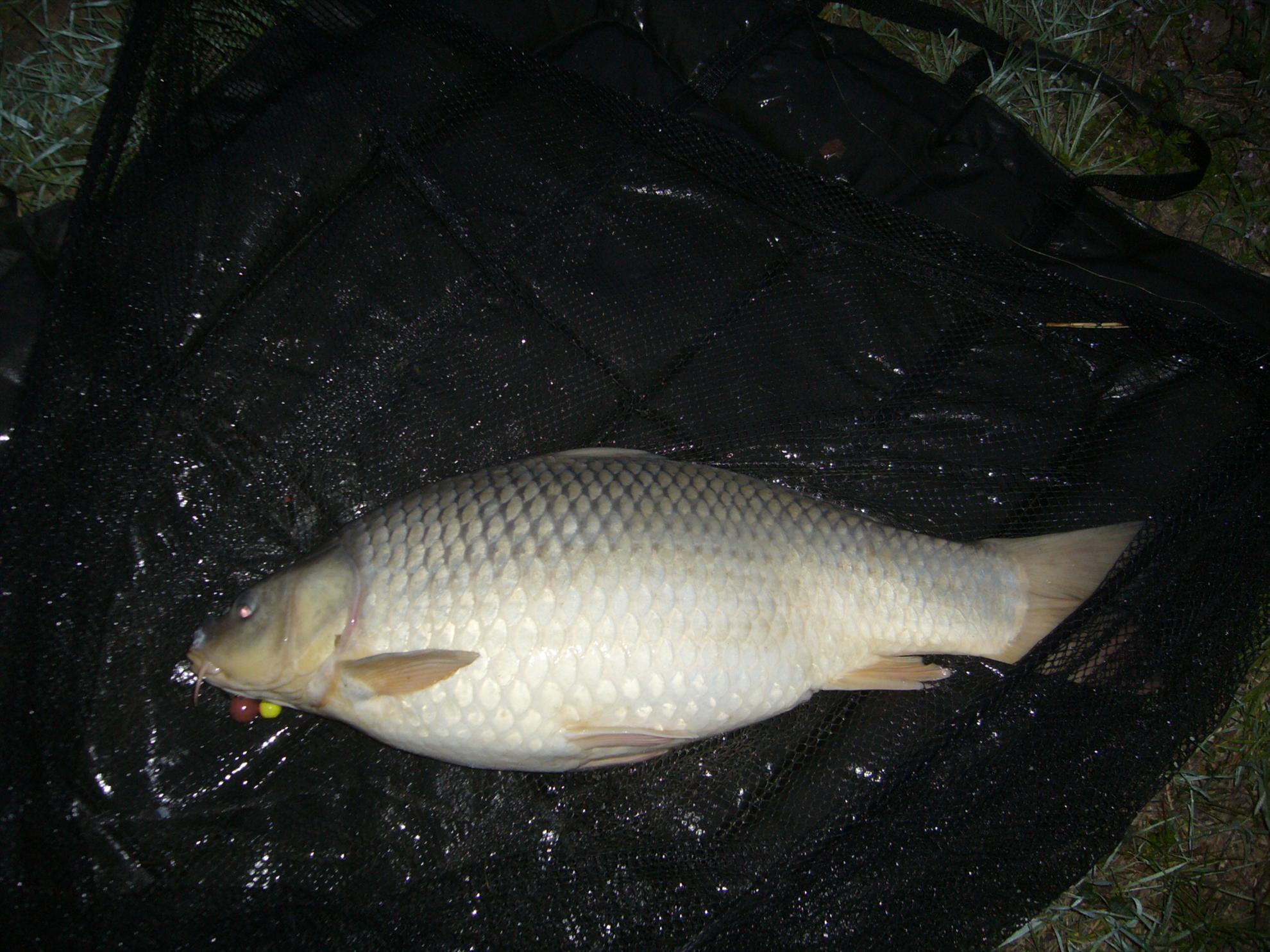 Horgesti 24-25.04.2013 - p1130947.JPG